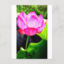 Cartão Postal Lotus