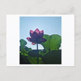 Cartão Postal Lotus