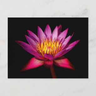 Cartão Postal Lotus