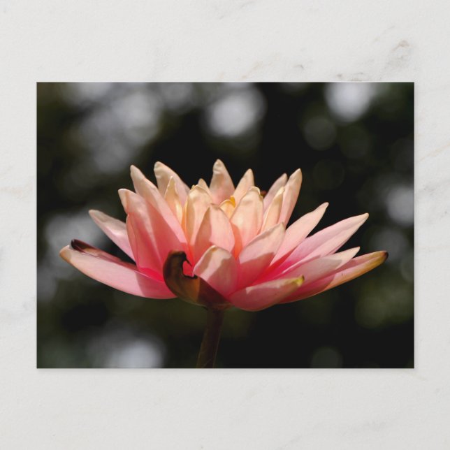 Cartão Postal Lotus (Frente)