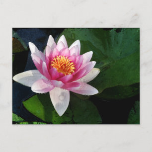 Cartão Postal Lotus2