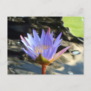 Cartão Postal Lotus Azul