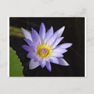 Cartão Postal lotus bleu Nil