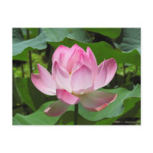 Lotus Bloom Rosa