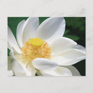 Cartão Postal Lotus Branco