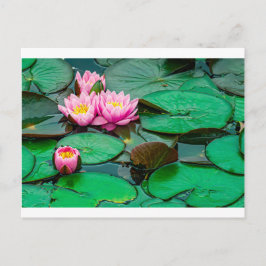 Cartão Postal Lótus cor-de-rosa no lago Cartão-postal