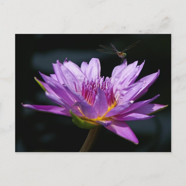 Cartão Postal Lotus e Dragonfly (Frente)