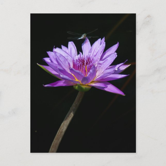 Cartão Postal Lótus e Libélula (Frente)