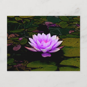 Cartão Postal Lotus Flower Pink Verde Floral Zangada