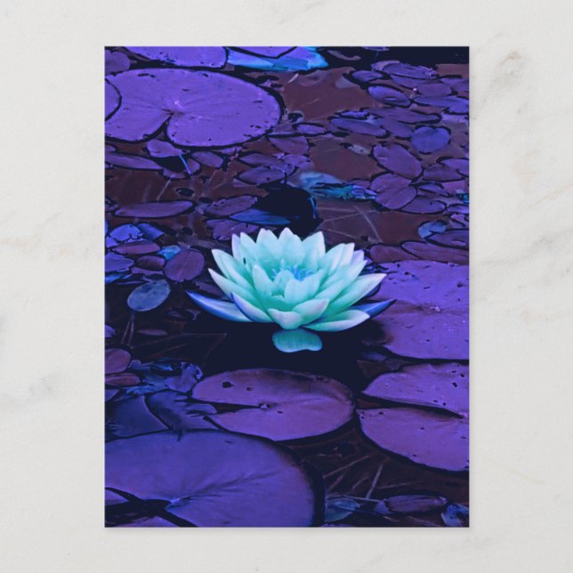 Cartão Postal Lotus Flower Purple Blue Turquoise Floral Pond Zen (Frente)