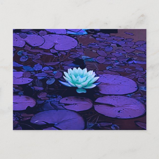Cartão Postal Lotus Flower Purple Blue Turquoise Floral Pond Zen (Frente)