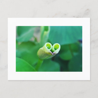 Cartão Postal Lotus Heart ポストカード