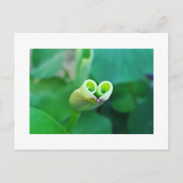Cartão Postal Lotus Heart ポストカード