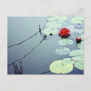 Cartão Postal Lotus on Water