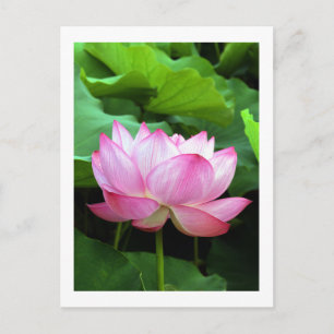 Cartão Postal Lotus sagrado: Japão