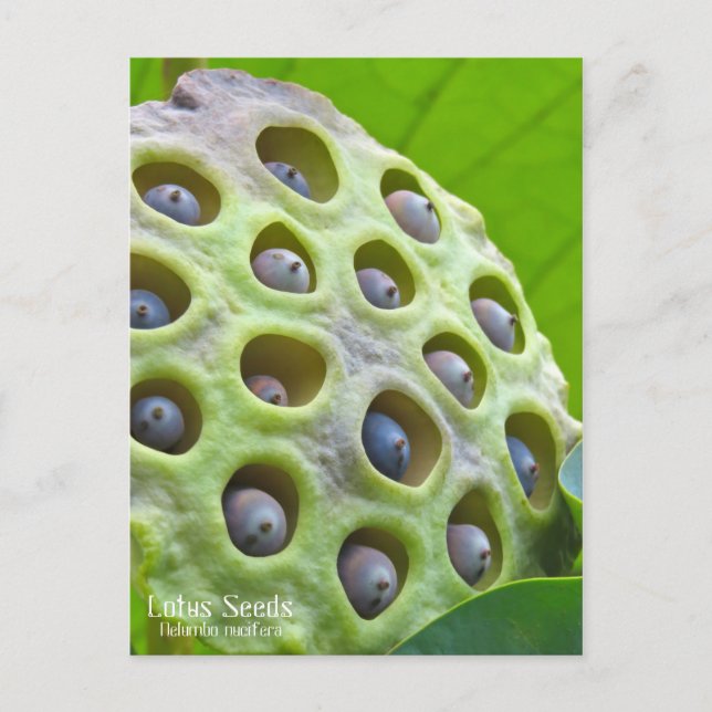 Cartão Postal Lotus Seeds: Nelumbo nucifera [Cartão postal] ポ ス  (Frente)