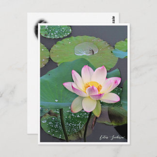 Cartão Postal Lotus "Suihiren" ポストカード