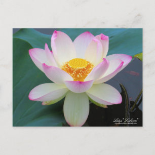 Cartão Postal Lotus "Suihiren":Cartão postal