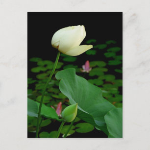 Cartão Postal Lotus Water Lily Bud