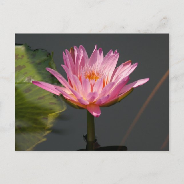 Cartão Postal Lotus Waterlily Rosa (Frente)