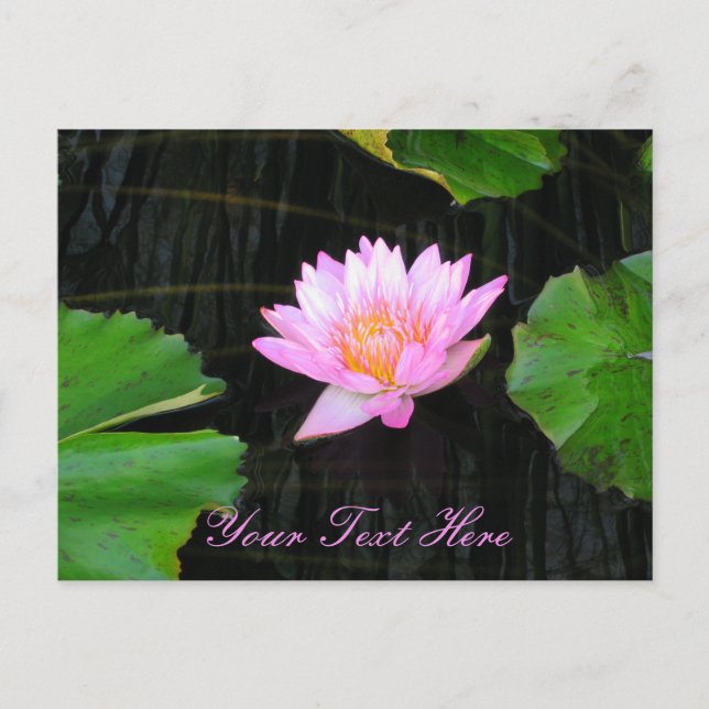 Cartão Postal Lotus Waterlily Rosa (Frente)