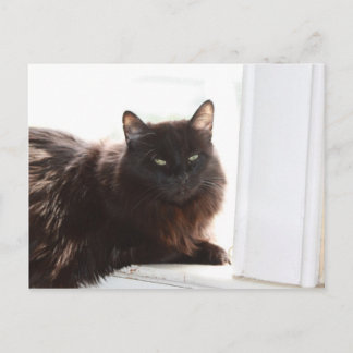 Cartão Postal Louie