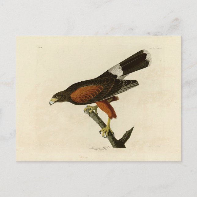 Cartão Postal Louisiana Hawk (Frente)
