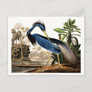 Cartão Postal Louisiana Heron