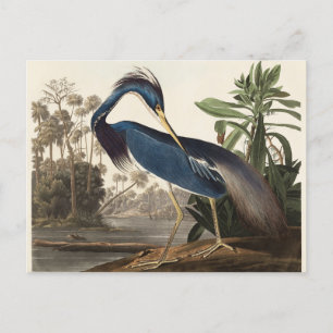 Cartão Postal Louisiana Heron John Audubon