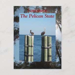 Cartão Postal Louisiana, O Estado Pelicano
