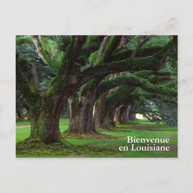 CARTÃO POSTAL LOUISIANA OAK ÁRVORES VIVAS (Frente)
