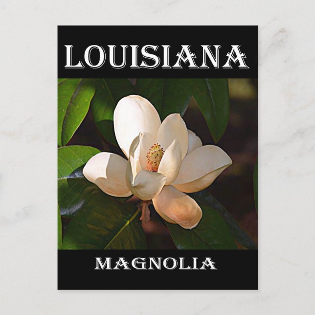 Cartão Postal Louisiana Southern Magnolia (Frente)