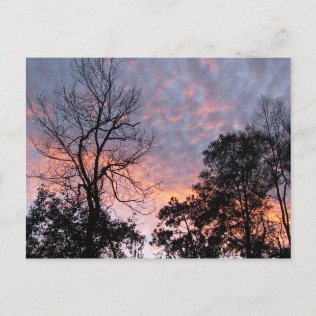 Cartão Postal Louisiana Sunset (Frente)