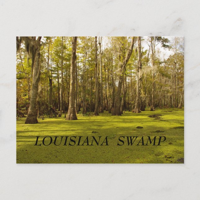 Cartão Postal Louisiana Swamp (LA), LOUISIANA  SWAMP (Frente)