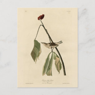 Cartão Postal Louisiana Water Thrush, Aves da América de Audubon