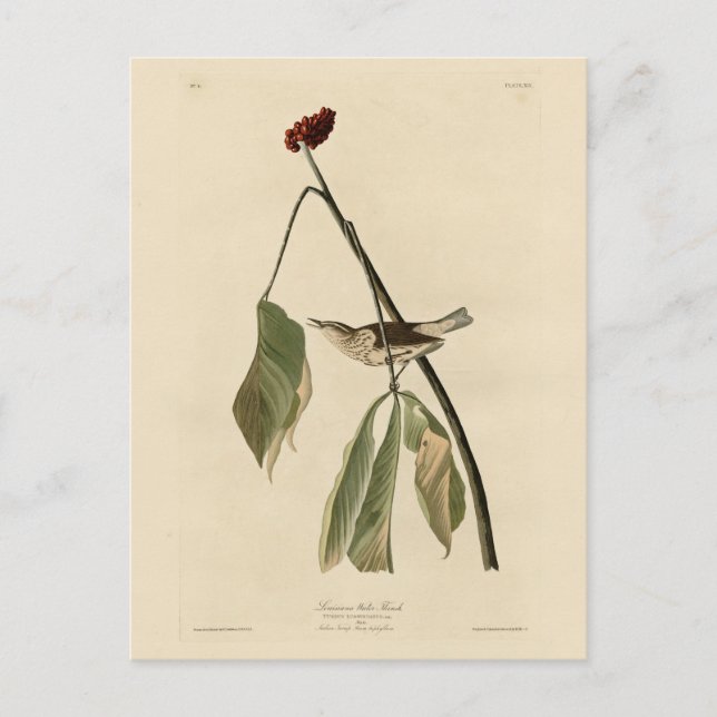 Cartão Postal Louisiana Water Thrush, Aves da América de Audubon (Frente)