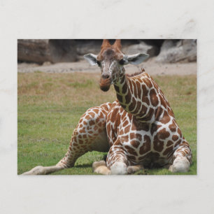Cartão Postal Lounging Giraffe