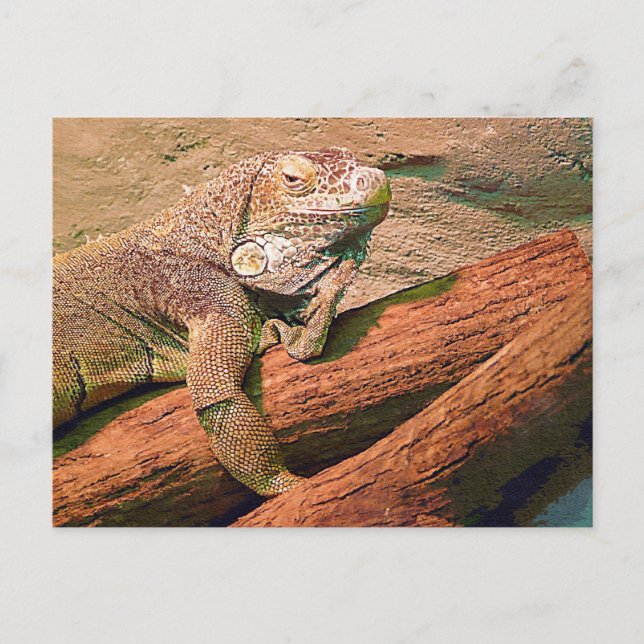 Cartão Postal Lounging Lizard (Frente)
