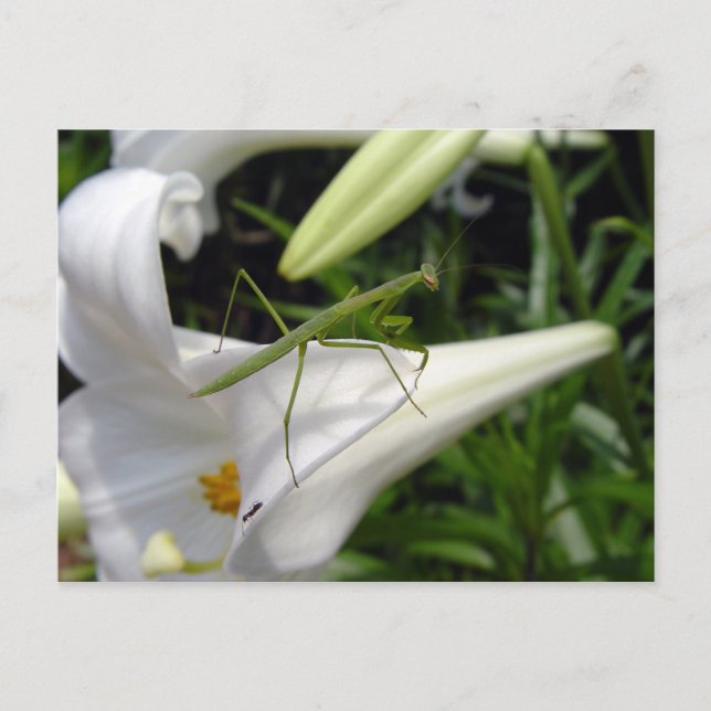 Cartão Postal Louva-a-deus em flor (Frente)