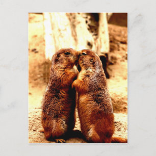 Cartão Postal Love and Kissing Prairie Dog
