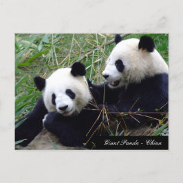 Cartão Postal Love & Bamboo - Ursos de Panda Gigantes / China