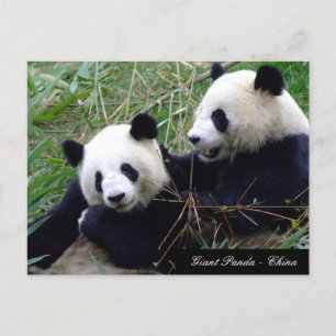 Cartão Postal Love & Bamboo - Ursos de Panda Gigantes / China