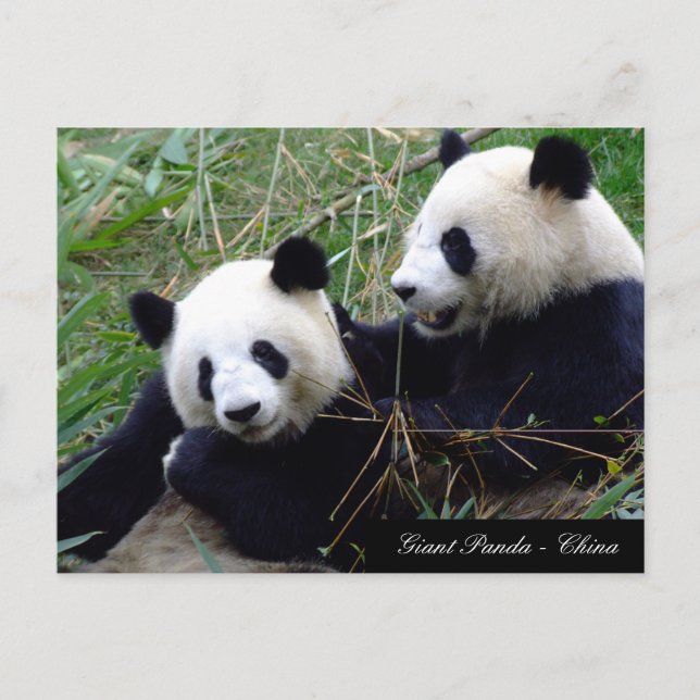 Cartão Postal Love & Bamboo - Ursos de Panda Gigantes / China (Frente)