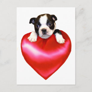 Cartão postal Love Boston Terrier