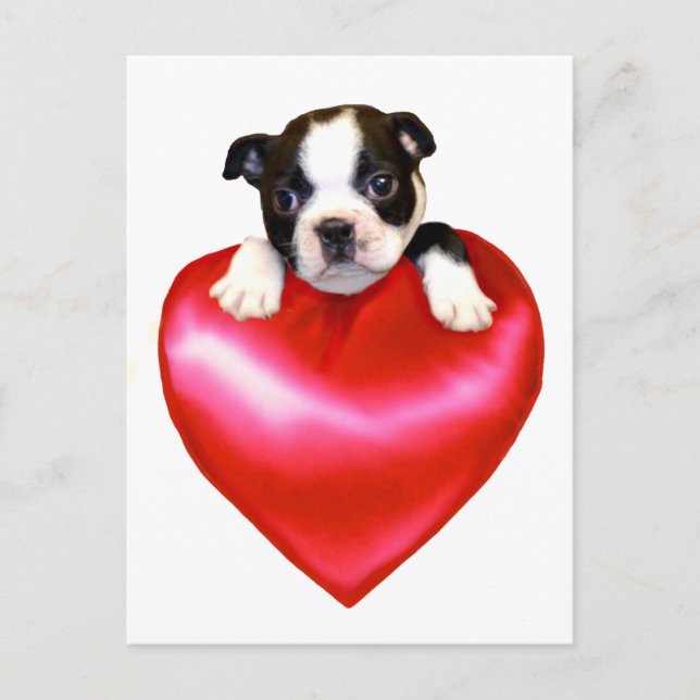 Cartão postal Love Boston Terrier (Frente)