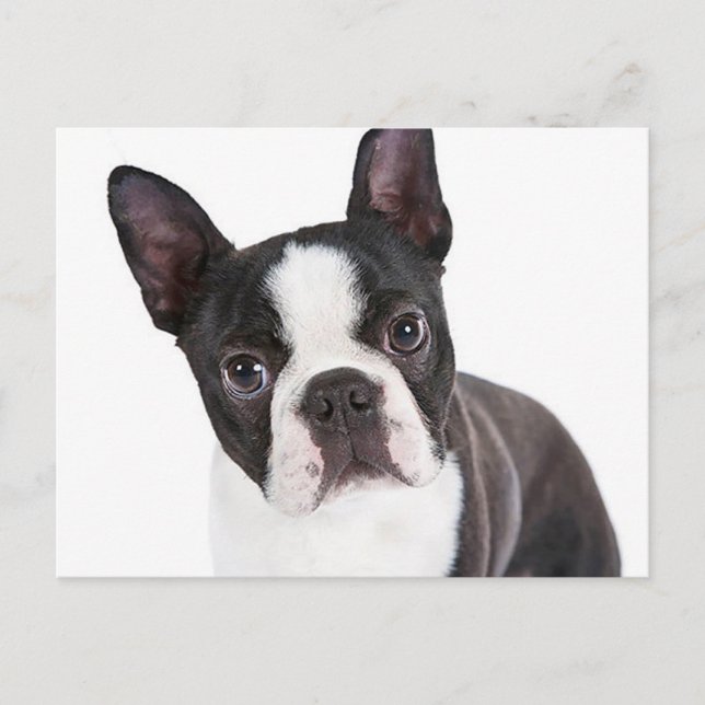 Cartão Postal Love Boston Terrier Puppy Dog (Frente)