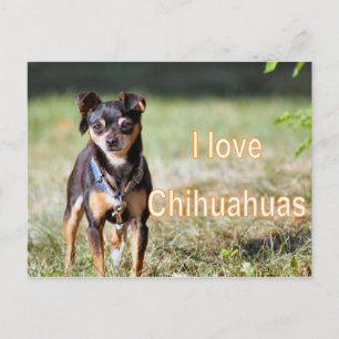 Cartão Postal Love Chi