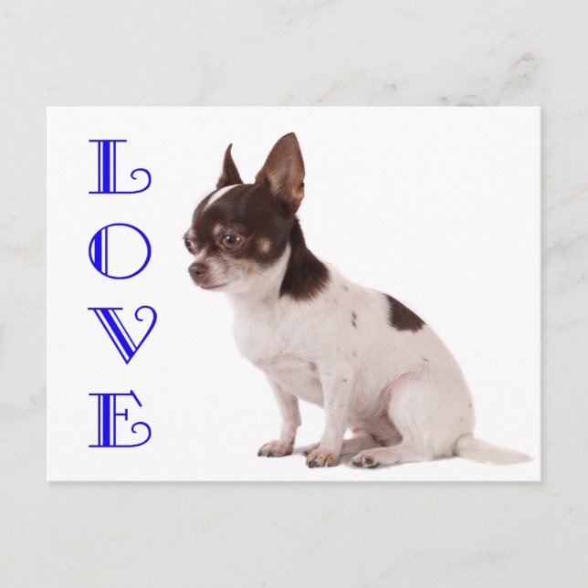 Cartão Postal Love Chihuahua Puppy Dog Posta Card (Frente)