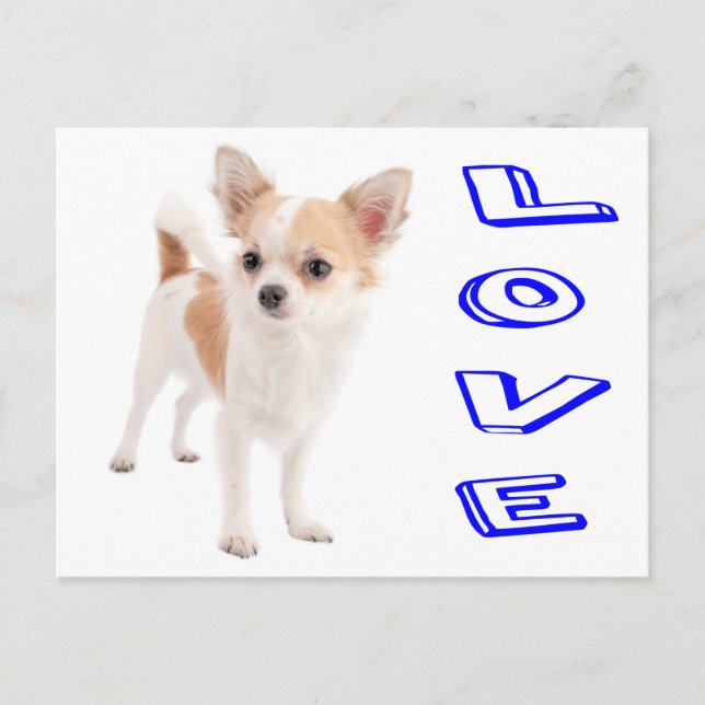 Cartão Postal Love Chihuahua Puppy Dog Posta Card (Frente)