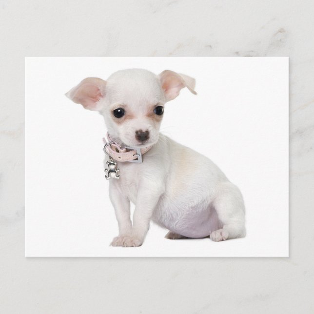 Cartão Postal Love Chihuahua Puppy Dog Posta Card (Frente)